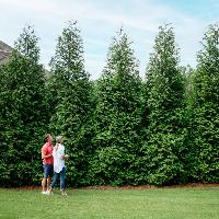 Fast Growing Trees: 2-3′ Thuja Green Giant P