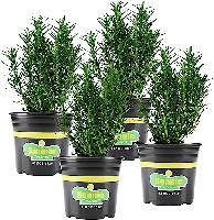 $14.65: 4-Pack Bonnie Plants Rosemary Live Edible 