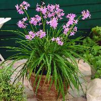 1-Gallon Society Garlic Plant w/ 1-Year Alive &